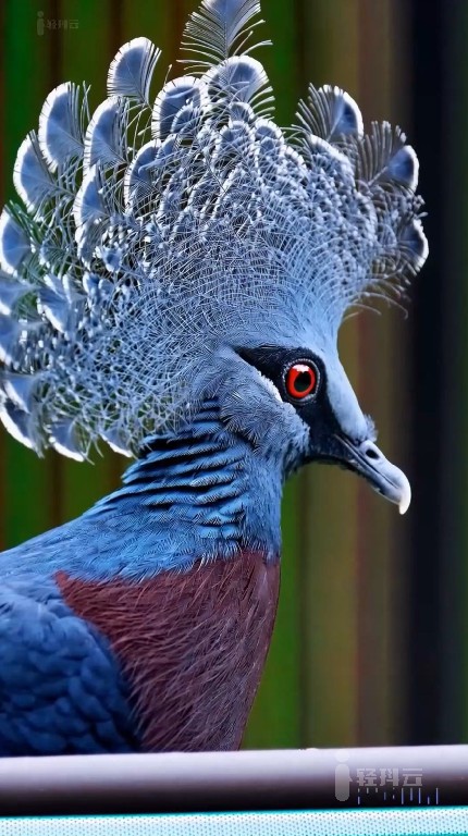 OpenAI文生短视频模型Sora生成的视频7-victoria-crowned-pigeon维多利亚冠鸽