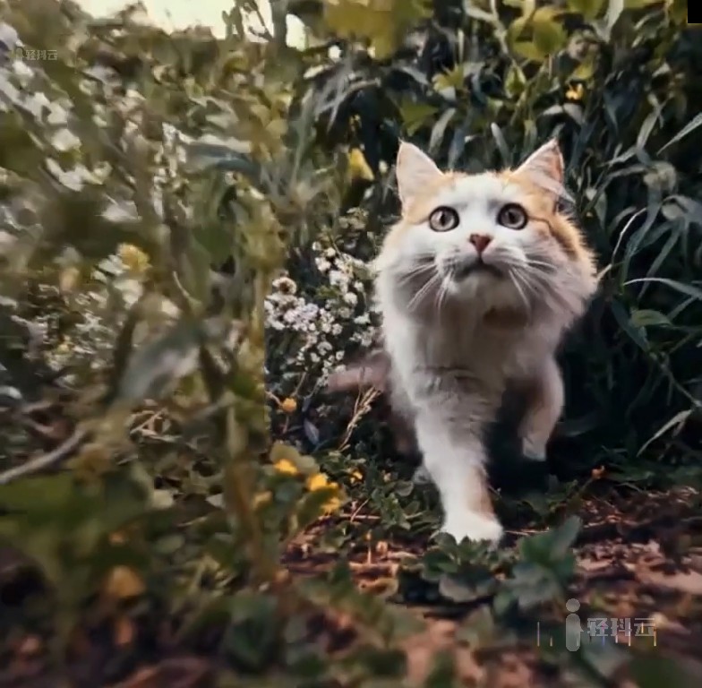 OpenAI文生短视频模型Sora生成的视频43-happy-cat快乐的猫