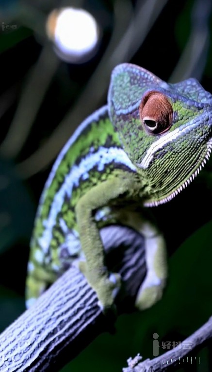 OpenAI文生短视频模型Sora生成的视频41-chameleon变色龙