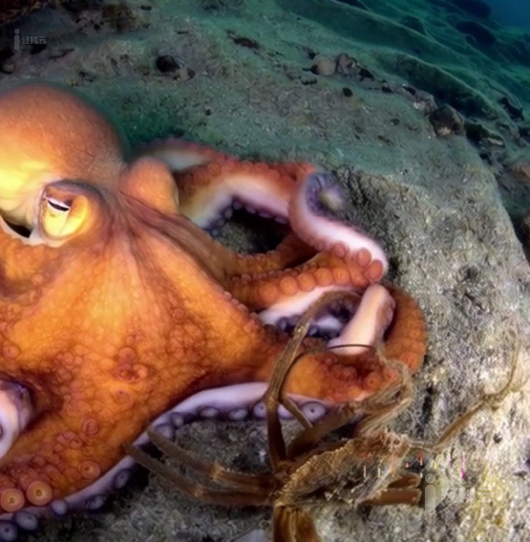 OpenAI文生短视频模型Sora生成的视频21-octopus-and-crab章鱼和螃蟹